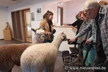 Schattige alpaca's bezoeken senioren in rusthuis: “Ze hebben geen enkele keutel laten vallen”