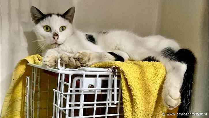 Containerkat Wonder maakt het goed, maar zijn baasje is nog spoorloos