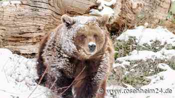 Winterruhe adé: Braunbären im Zoo Salzburg erleben ihr weißes Wunder