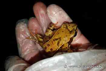 Voorspelde hogere temperaturen zorgen voor kortstondige paddentrek