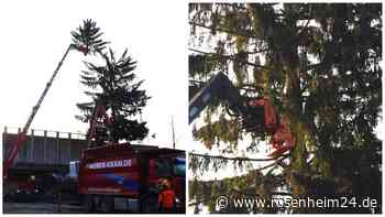 Bei rollendem Bahnverkehr: Tanne in Raubling gefällt – Jahresringe verraten ihr Alter