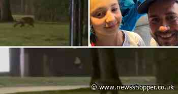 'Bizarre looking kangaroo-like' animal spotted on roundabout in Eltham