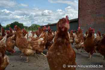 Twee kippen per gezin om afvalberg te verkleinen
