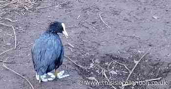 Investigation launched after 4,000 litre Croydon oil spill causes ‘untold damage’