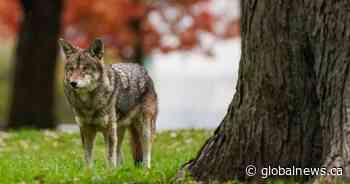 Toronto coyote attacks sparking ‘understandable fear’ in downtown: councillor
