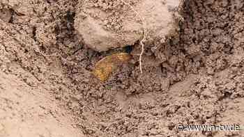 "Fund unseres Lebens": Schottische Metallsucher finden Mittelalter-Goldschatz