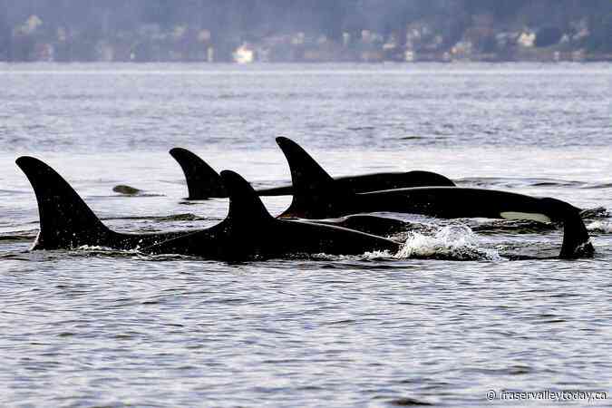 In good news for J-pod, killer whale calf is a female