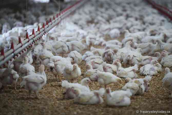 Ottawa purchases 500,000 bird flu vaccine doses to help protect people most at risk