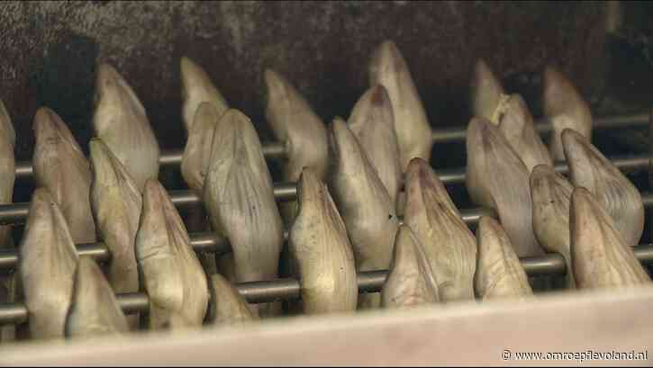 Urk - Ministerie visserij: palingdood in tv-programma Urk! is dierenmishandeling