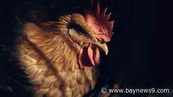 USDA works to reverse firings of bird flu staff