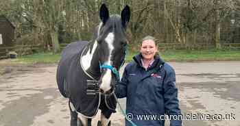 Washington horse 'essential' to disability charity needs surgery after tumour found in eye