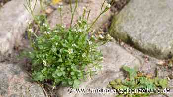 Von wegen nur Unkraut: Eine Pflanze ist wertvolles Insektenfutter und macht uns fit