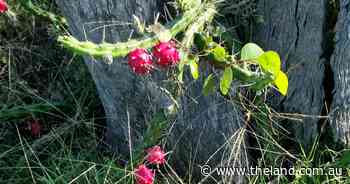 Prickly biosecurity incursions should be a govt priority