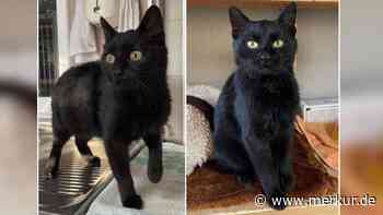 „Sie hat viel durchgemacht“: Katze Kona landet völlig verängstigt im Tierheim