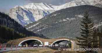 Strijd om goudvoorraden van overleden Nederlander in Canada: ’Zijn ze honderden miljoenen waard?’