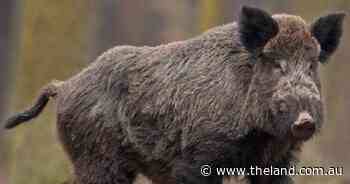 Neighbours set to work together with $10m funding for pest, weed projects