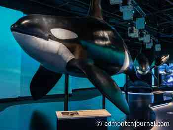 Royal Alberta Museum's new orca exhibit hopes to rehab reputation of majestic creature