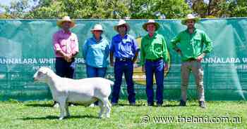Western buyer secures more than a quarter of Annalara White Dorper rams