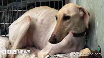 RSPCA's 'thinnest dog' ready for forever home