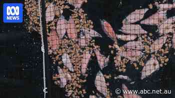 Tasmanian salmon industry grapples with mass die-off