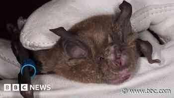 Bats protected in new wartime bunker home
