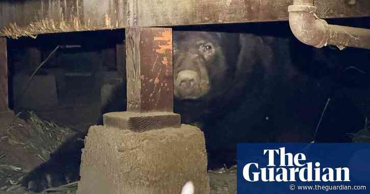 ‘It’s definitely not moving’: another bear makes evacuated LA home its own