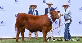 Standout steer claims grand champion at Canberra Royal 2025
