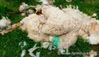 Suffolk farmer fined £27,000 after dozens of dead sheep found