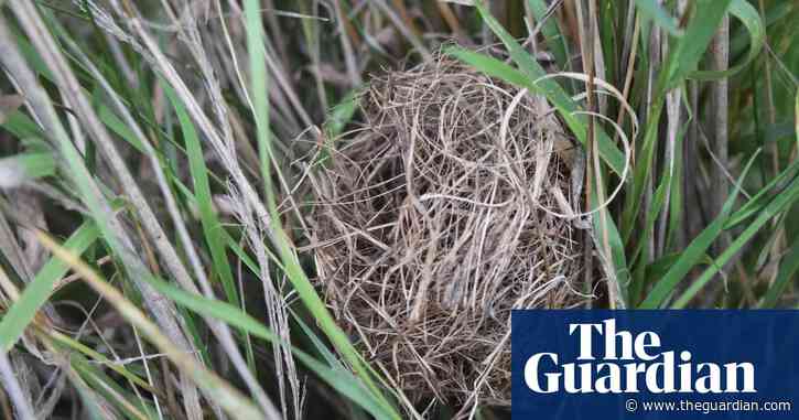 Country diary: Down in the grass, an invisible ball of wizardry | Elizabeth-Jane Burnett
