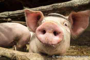Pork production in UK expected to remain steady in 2025