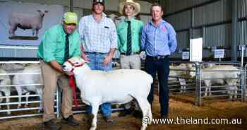 Queensland and western NSW buyers underpin Red Hill Aussie White ram sale