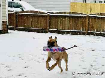 Photos: Pets enjoy the snow