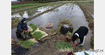 Areaal verse knoflook Valencia daalt