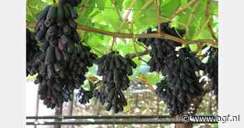 Export Zuid-Afrikaanse druiven +4%