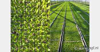 IJsbergslaseizoen staat in de startblokken