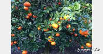 Opnieuw kansen voor Uruguayaanse mandarijnen op EU-markt