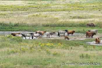 Kleyne Vlakte krijgt nieuwe broedeilandjes dankzij natuurherstelproject
