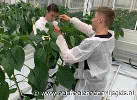 Vierdejaarsstudenten Inholland maken impact in de land- en tuinbouwsector