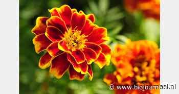 Uitreiking thesisprijs AE & BIO op 'Llaebio draait door'