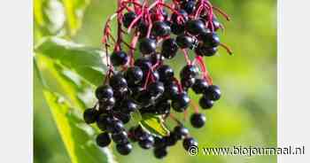 Krachtige kruiden; sleutel tot gezond melkvee?