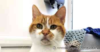 Ginger 'loving' cat needs a home after becoming the longest stay resident at Cats' Protection Gateshead