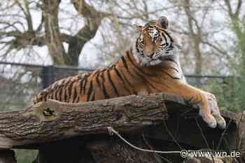 Eintritt an der Zookasse steigt ab März