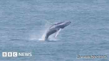 Wildlife trust 'inundated' with whale sightings