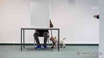 INTERVIEW - «Wäre ich Stratege in Moskau, würde ich reihenweise die Korken knallen lassen», sagt ein Desinformations-Forscher vor den Bundestagswahl