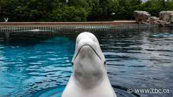 Marineland succeeds in bid to sever property so it can raise money to move its animals