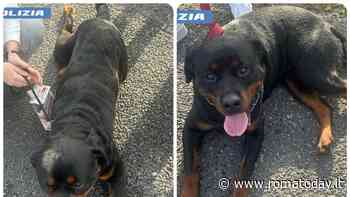 Rottweiler impauriti sul raccordo, poliziotti bloccano il traffico e li salvano