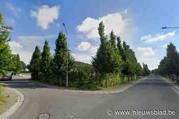 Windgevoelige bomen moeten verdwijnen uit straten: “Voor de veiligheid"