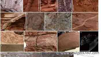 New Fossils Suggest Land Life Bounced Back Faster Than Expected After End-Permian Mass Extinction