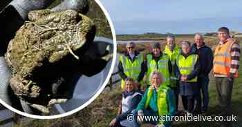 Temporary crossings installed on Northumberland Coastal Route as 'toad angels' return