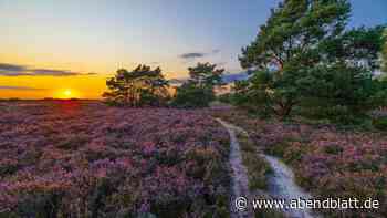 Mit dem HVV in die Heide: Die schönsten Ziele fürs Wochenende